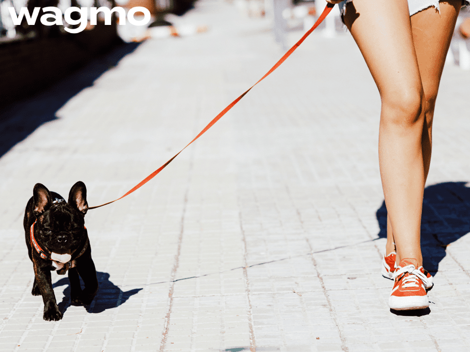 Wagmo pet insurance customer service featuring a girl walking a black baby French bulldog