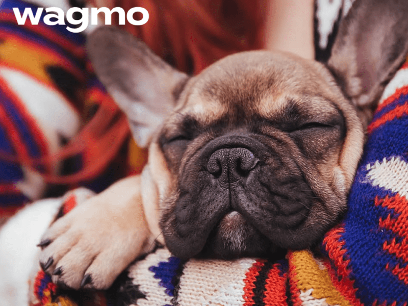 Wagmo pet insurance review featuring a French bulldog napping in a lady's hug