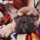 Wagmo pet insurance review featuring a French bulldog napping in a lady's hug
