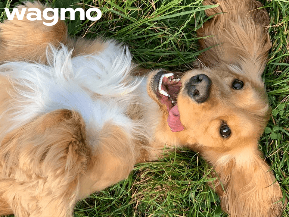 Wagmo pet insurance wellness featuring a Cocker Spaniel laying on grass