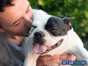 GEICO pet insurance review featuring a man kissing his French Bulldog
