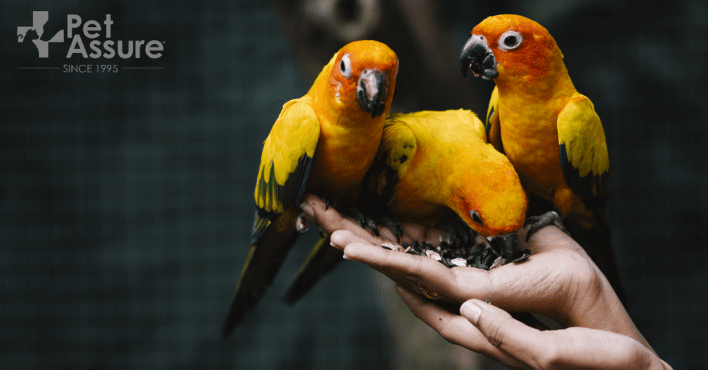 Pet Assure pet coverage review featuring three standing parrots on a palm