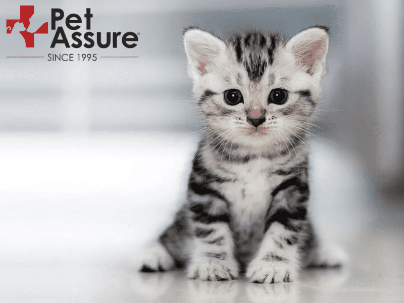 Pet Assure pet coverage review featuring a grey kitten