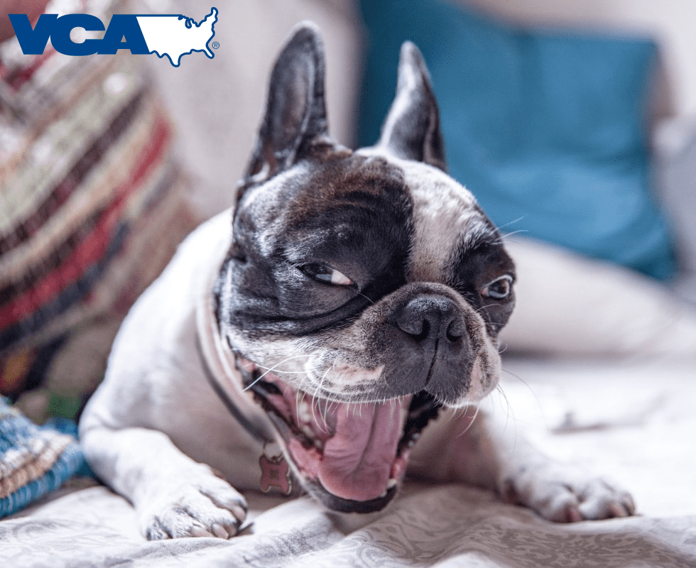 VCA Animal Hospitals featuring a baby french bulldog yawning